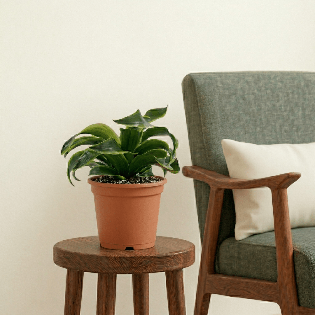 Dorado Dracaena (Dracaena fragrans) - Bostan