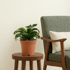 Dorado Dracaena (Dracaena fragrans) - Bostan