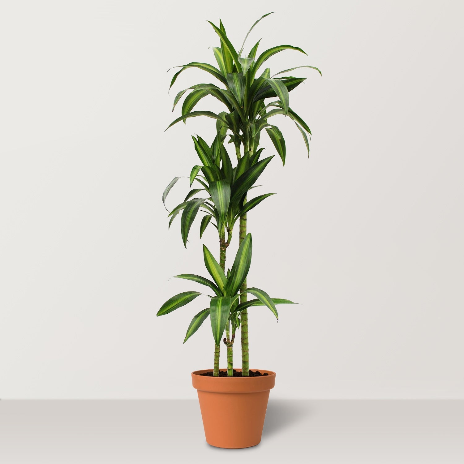 Dracaena Hawaiian Sunshine (Dracaena) - Bostan Al Jazeera