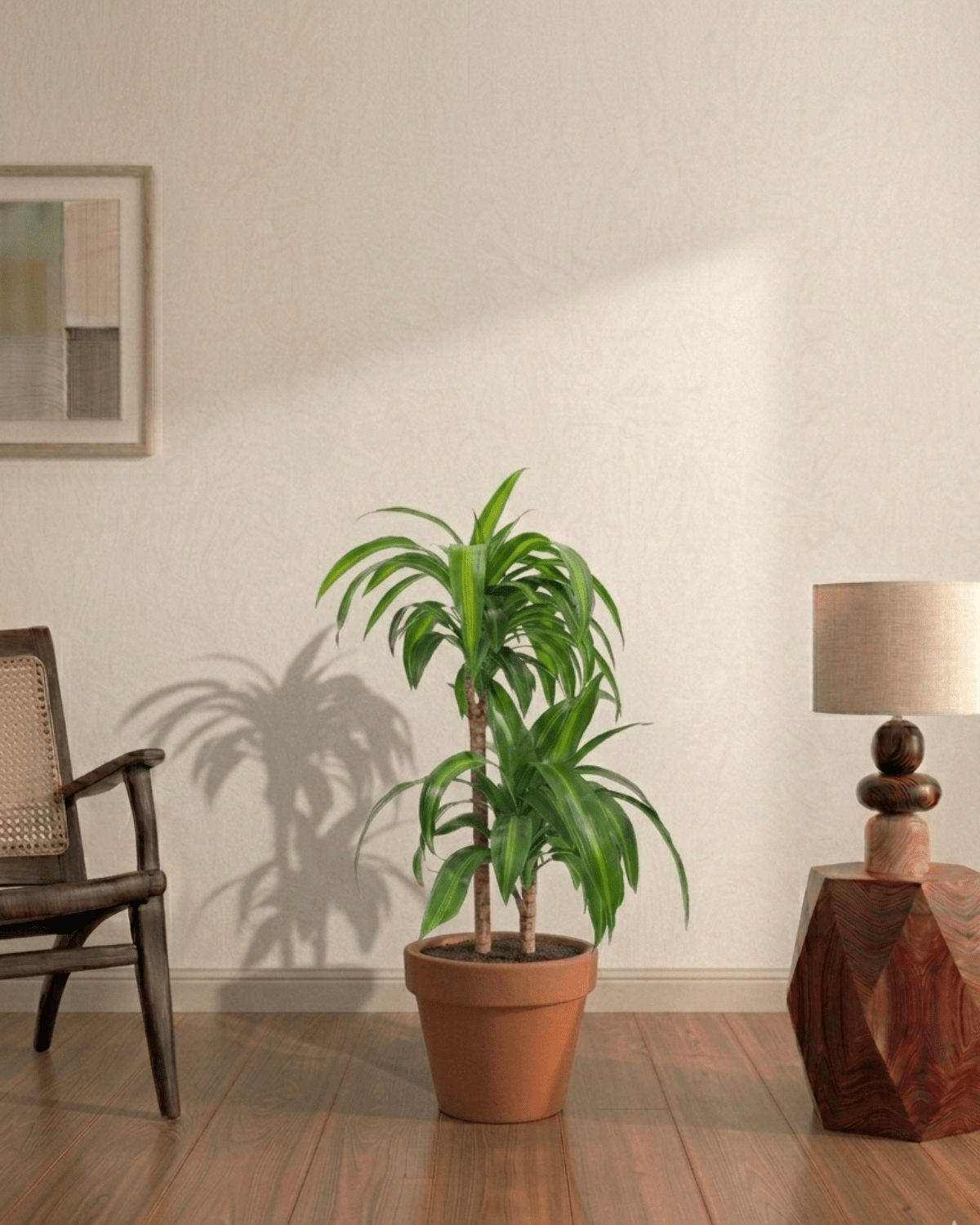 Dracaena Hawaiian Sunshine (Dracaena) - Bostan