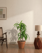 Dracaena Hawaiian Sunshine (Dracaena) - Bostan