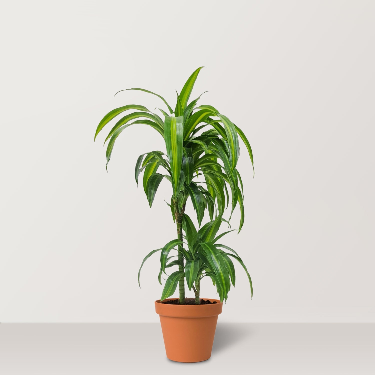 Dracaena Hawaiian Sunshine (Dracaena) - Bostan Al Jazeera