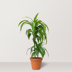 Dracaena Hawaiian Sunshine (Dracaena) - Bostan Al Jazeera