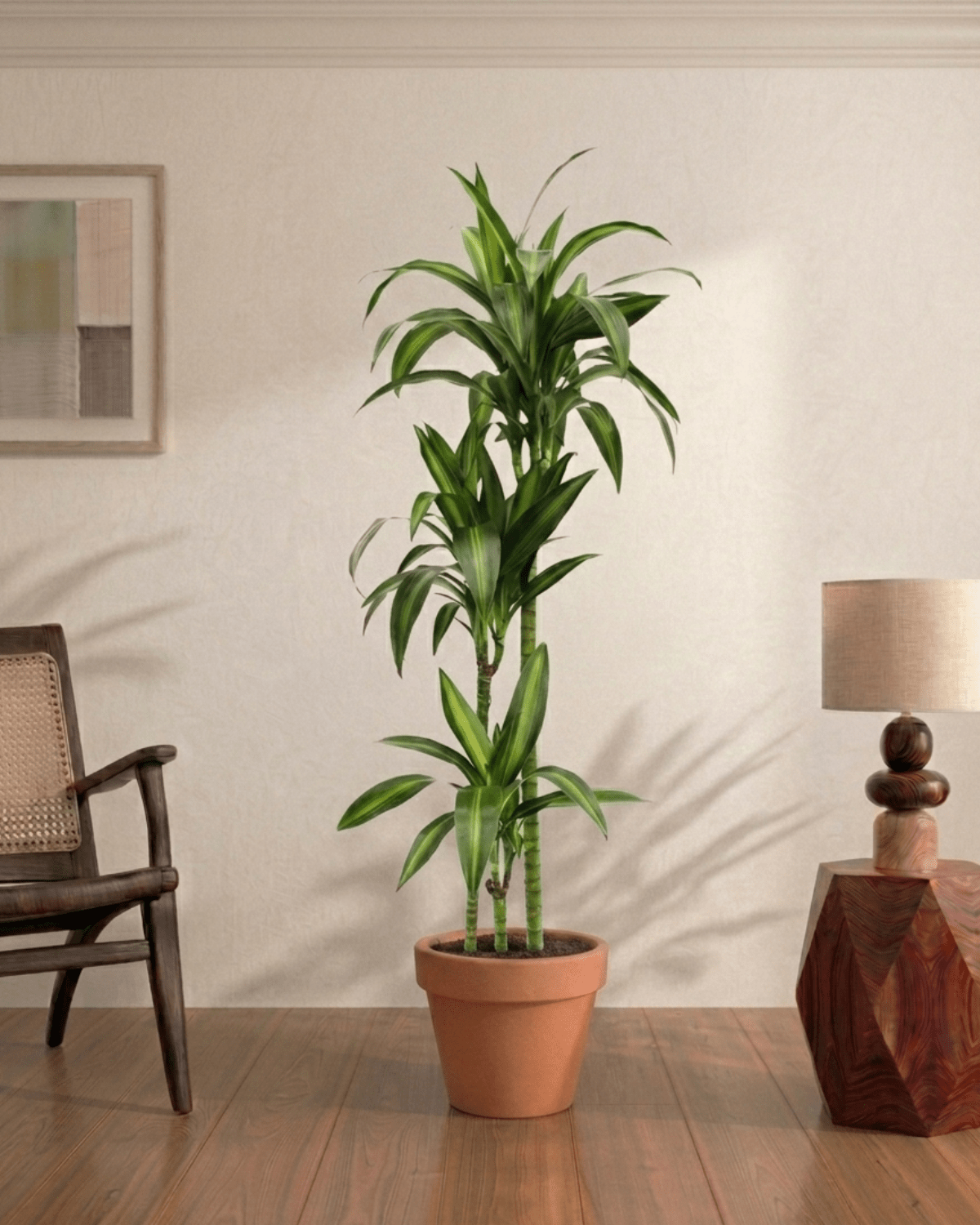 Dracaena Hawaiian Sunshine (Dracaena) - Bostan