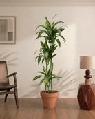 Dracaena Hawaiian Sunshine (Dracaena) - Bostan