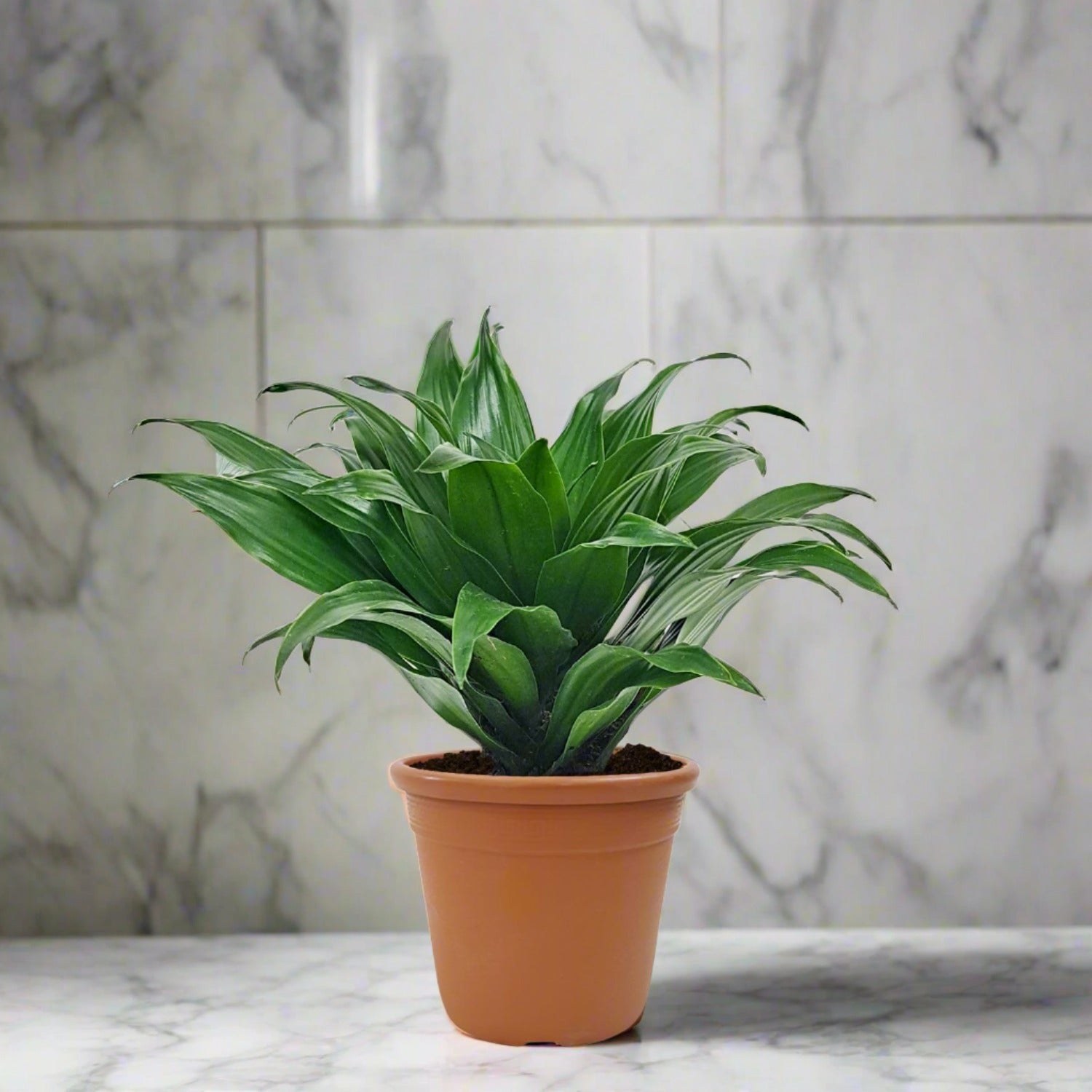 Dracaena Janet Craig (Dracaena fragrans Compacta) - Bostan Al Jazeera