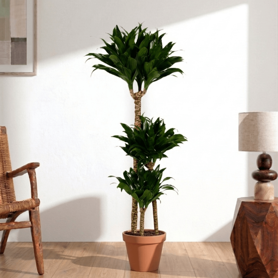Dracaena Janet Craig (Dracaena fragrans Compacta) - Bostan