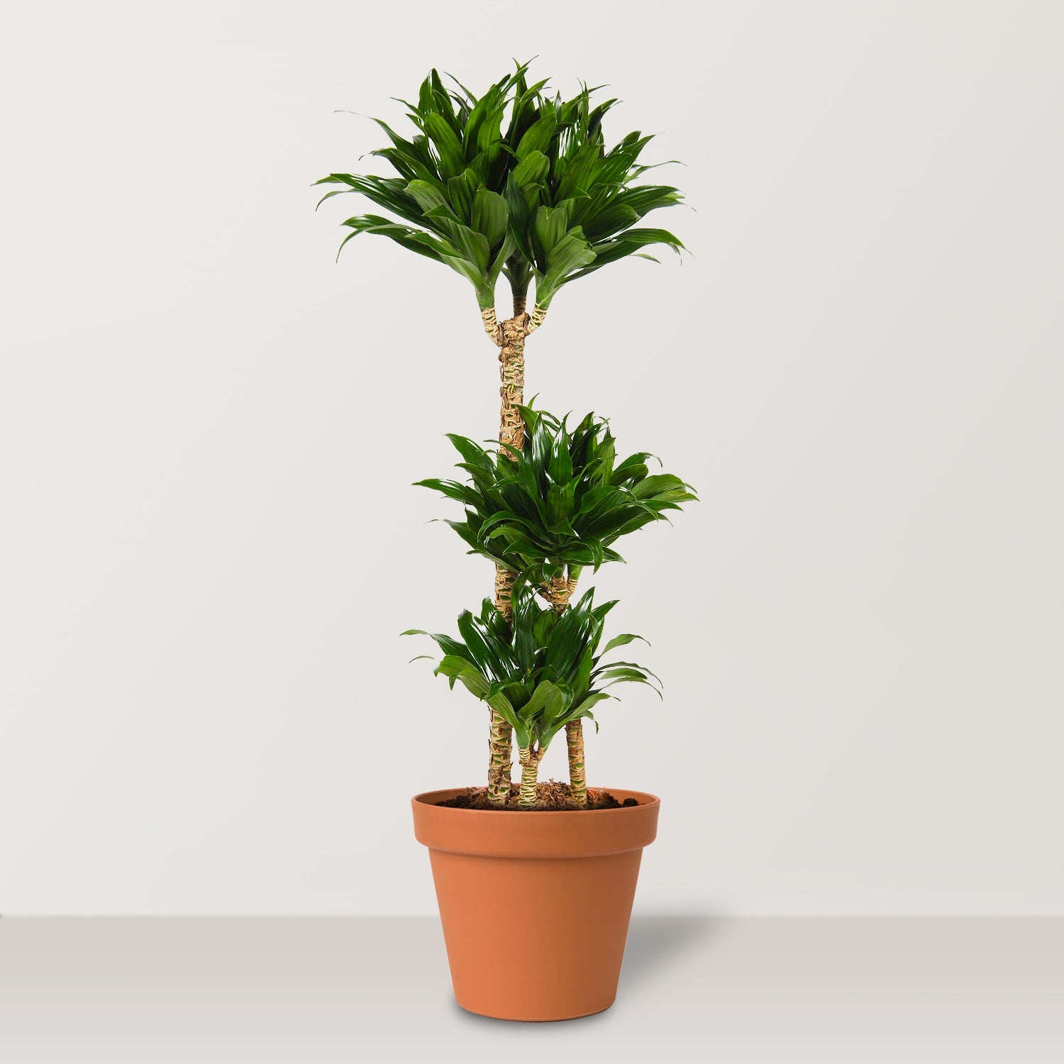 Dracaena Janet Craig (Dracaena fragrans Compacta) - Bostan Al Jazeera