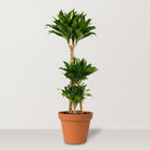 Dracaena Janet Craig (Dracaena fragrans Compacta) - Bostan Al Jazeera