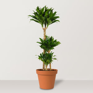 Dracaena Janet Craig (Dracaena fragrans Compacta) - Bostan Al Jazeera