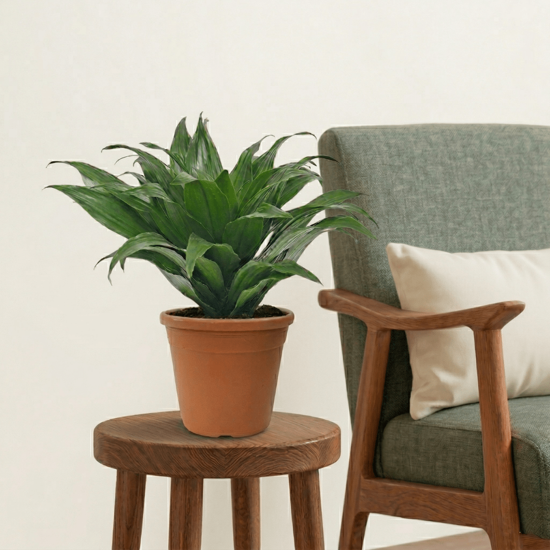 Dracaena Janet Craig (Dracaena fragrans Compacta) - Bostan