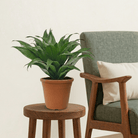 Dracaena Janet Craig (Dracaena fragrans Compacta) - Bostan