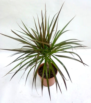 Dracaena marginata - Bostan Al Jazeera