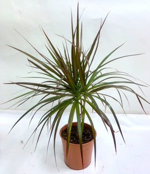 Dracaena marginata - Bostan Al Jazeera