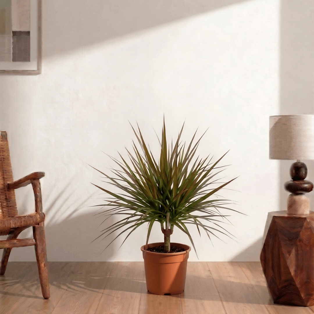 Dracaena marginata - Bostan