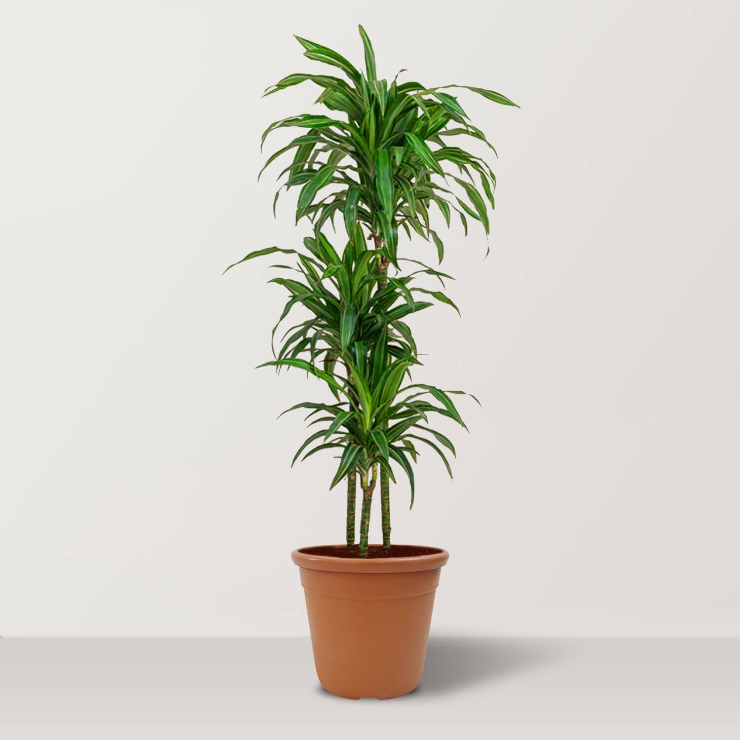 Dracaena Rikki