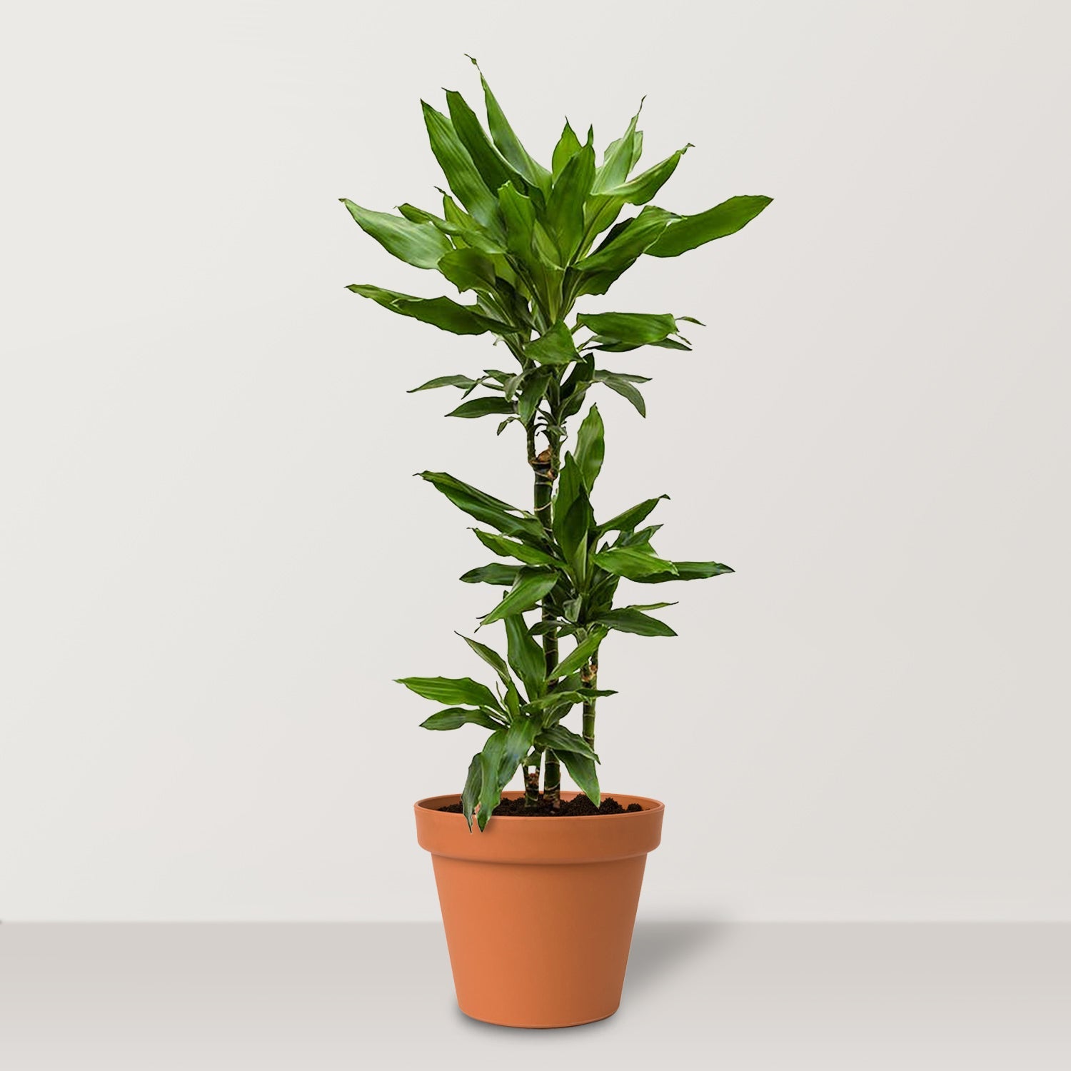 Dragon Tree (Dracaena fragrans Janet Lind) - Bostan Al Jazeera