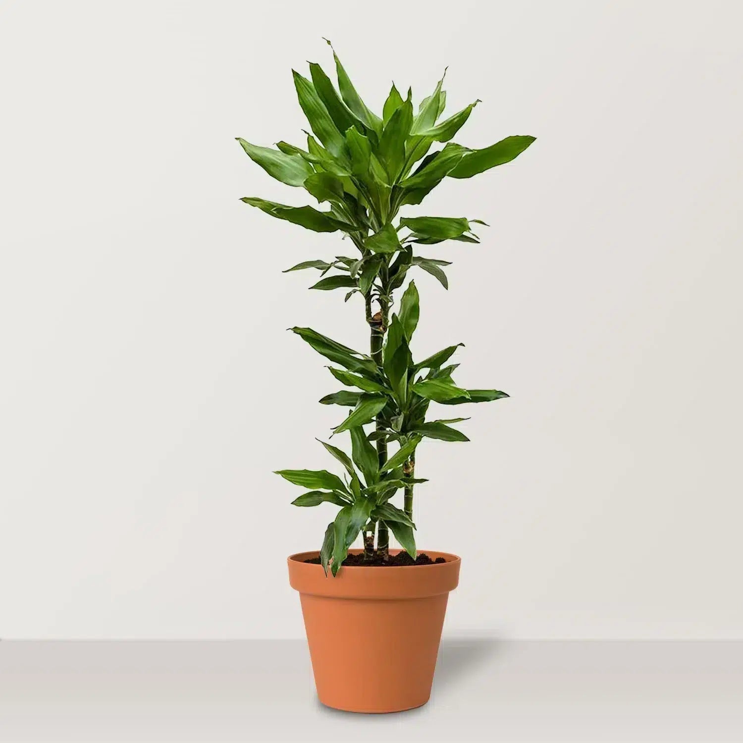 Dragon tree (Dracaena fragrans Janet Lind) - Bostan Al Jazeera