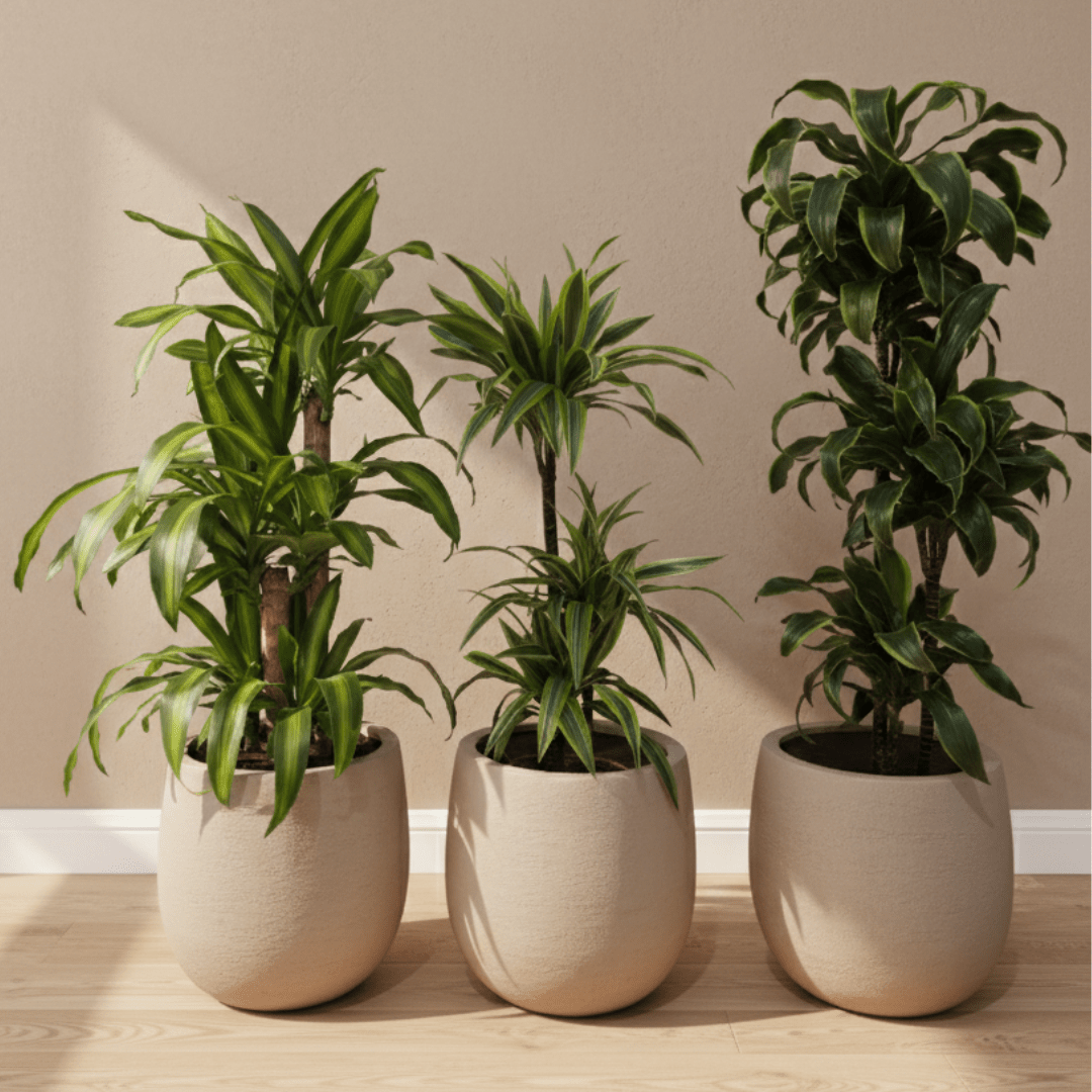 Dragon Tree Set - Bostan Al Jazeera