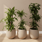 Dragon Tree Set - Bostan Al Jazeera