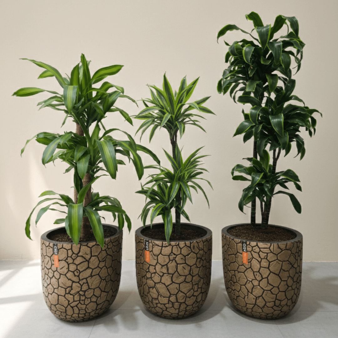 Dragon Tree Set - Bostan Al Jazeera