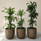 Dragon Tree Set - Bostan Al Jazeera