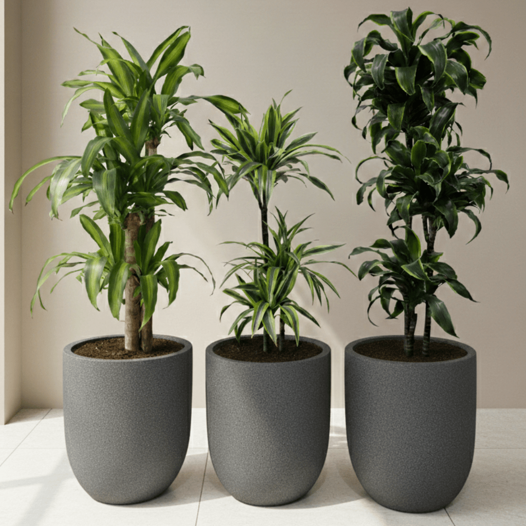 Dragon Tree Set - Bostan Al Jazeera