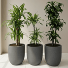 Dragon Tree Set - Bostan Al Jazeera