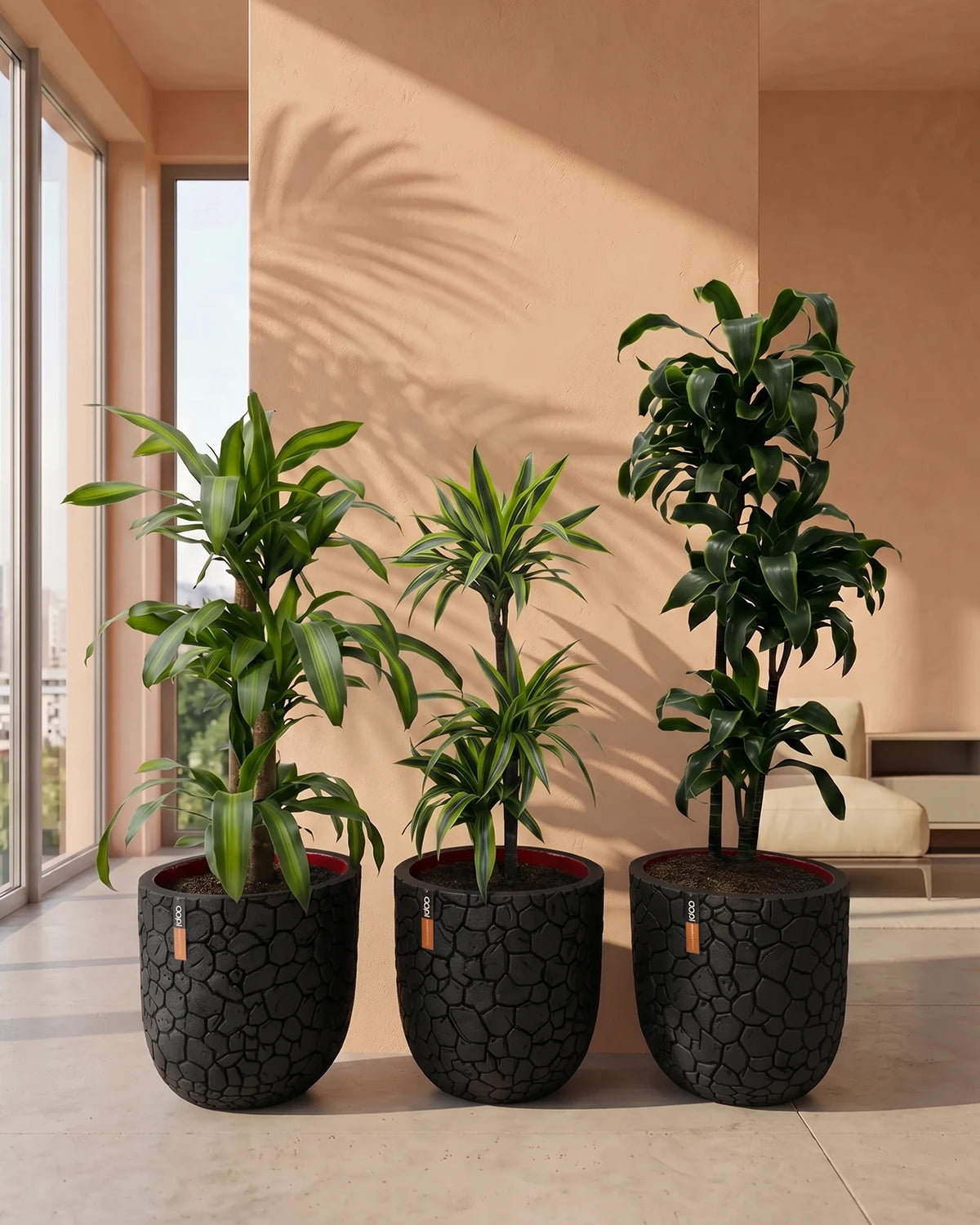 Dragon Tree Set