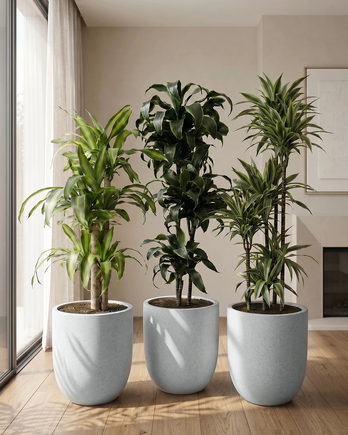 Dragon Tree Set