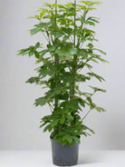 Dwarf Umbrella Tree (Schefflera arboricola Gold Capella) - Bostan Al Jazeera