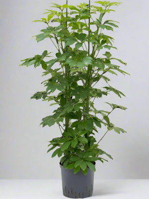 Dwarf Umbrella Tree (Schefflera arboricola Gold Capella) - Bostan Al Jazeera