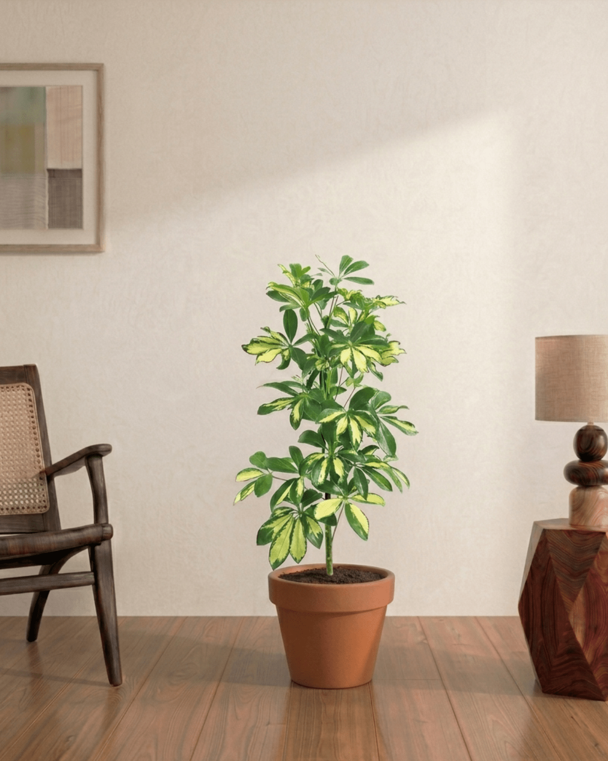 Dwarf Umbrella Tree (Schefflera arboricola Gold Capella) - Bostan