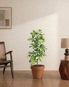 Dwarf Umbrella Tree (Schefflera arboricola Gold Capella) - Bostan