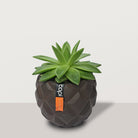 Echeveria with capi pot - Bostan Al Jazeera