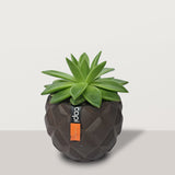 Echeveria with capi pot - Bostan Al Jazeera