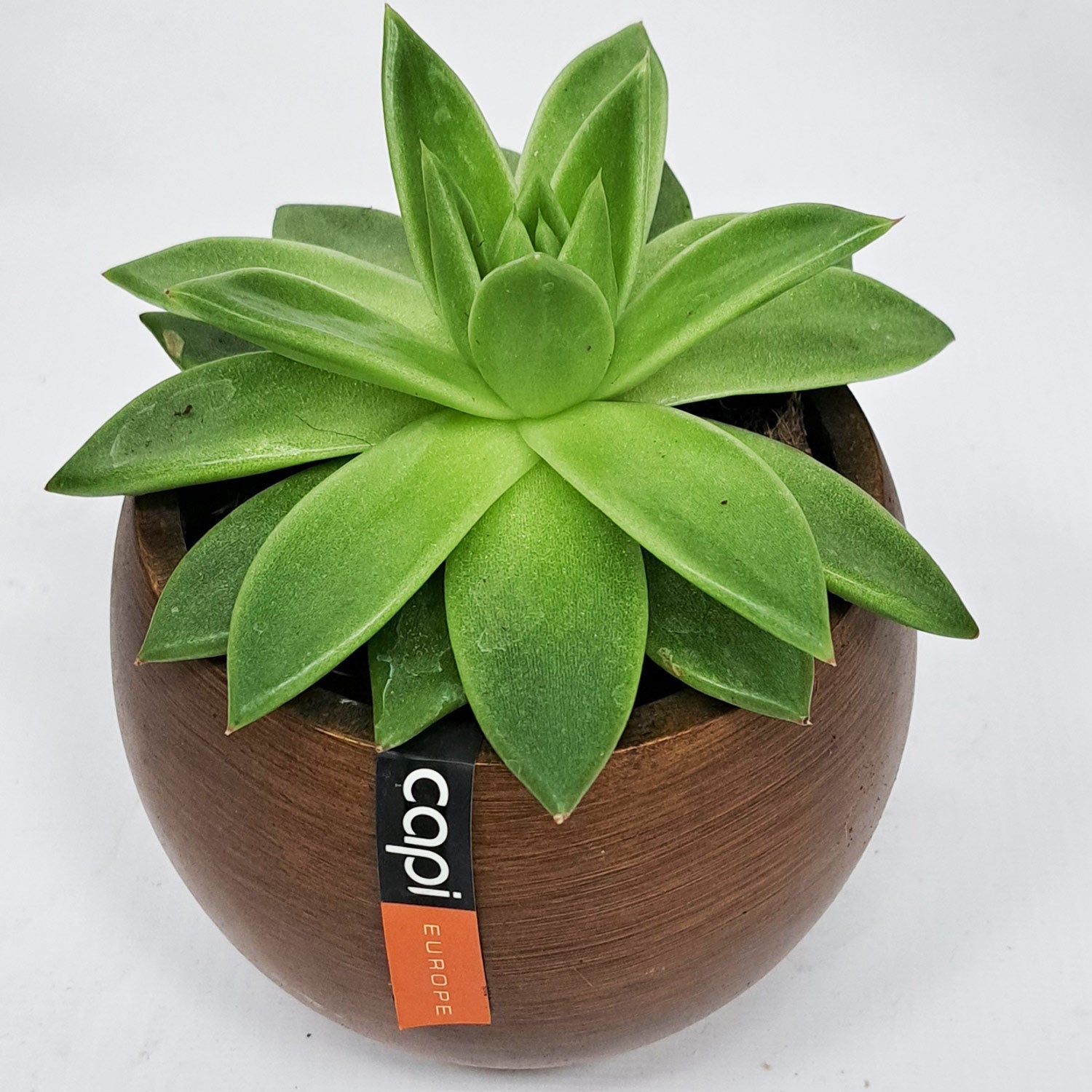 Echeveria with capi pot - Bostan Al Jazeera