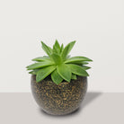 Echeveria with capi pot - Bostan Al Jazeera