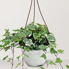 English Ivy (Hedera helix) - Bostan Al Jazeera