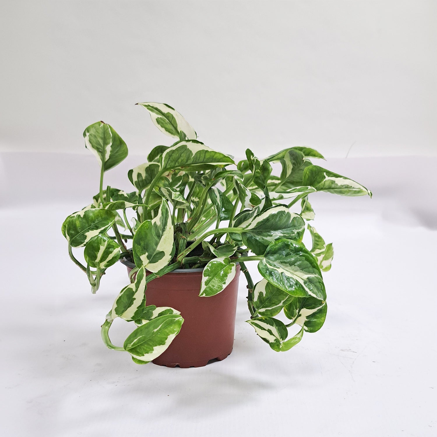 Epipremnum aureum 'N'joy' | 15 - 20 cm - Bostan Al Jazeera