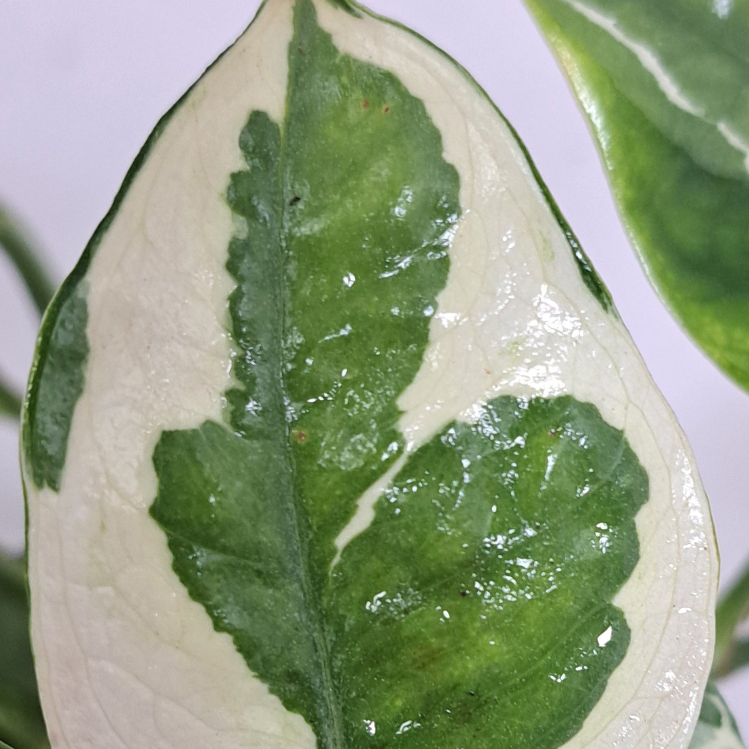 Epipremnum aureum 'N'joy' | 15 - 20 cm - Bostan Al Jazeera