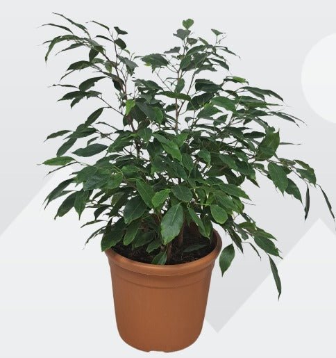 Ficus benjamina Dwarf - Bostan Al Jazeera