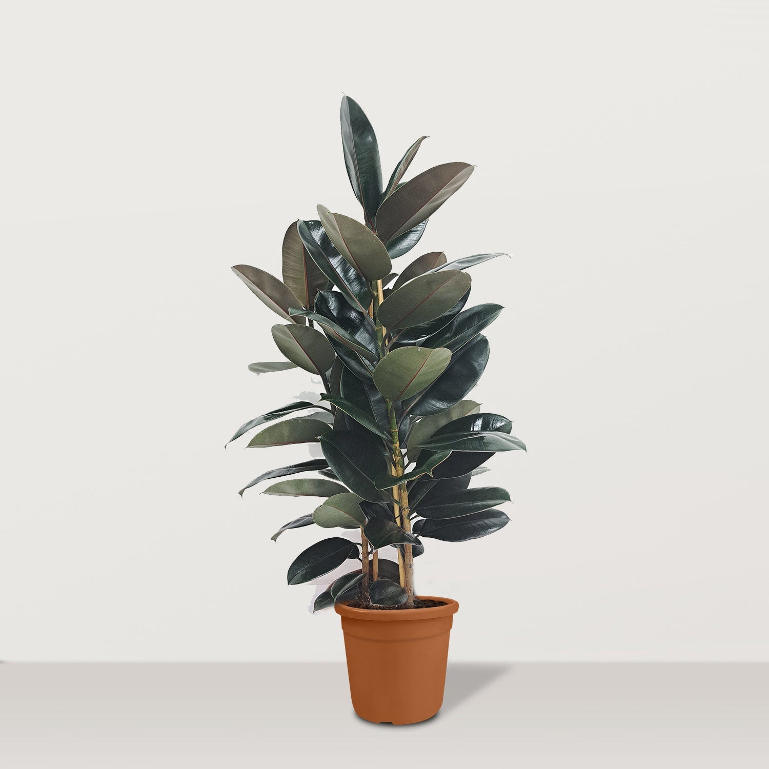 Ficus Elastica Abidjan - Bostan Al Jazeera