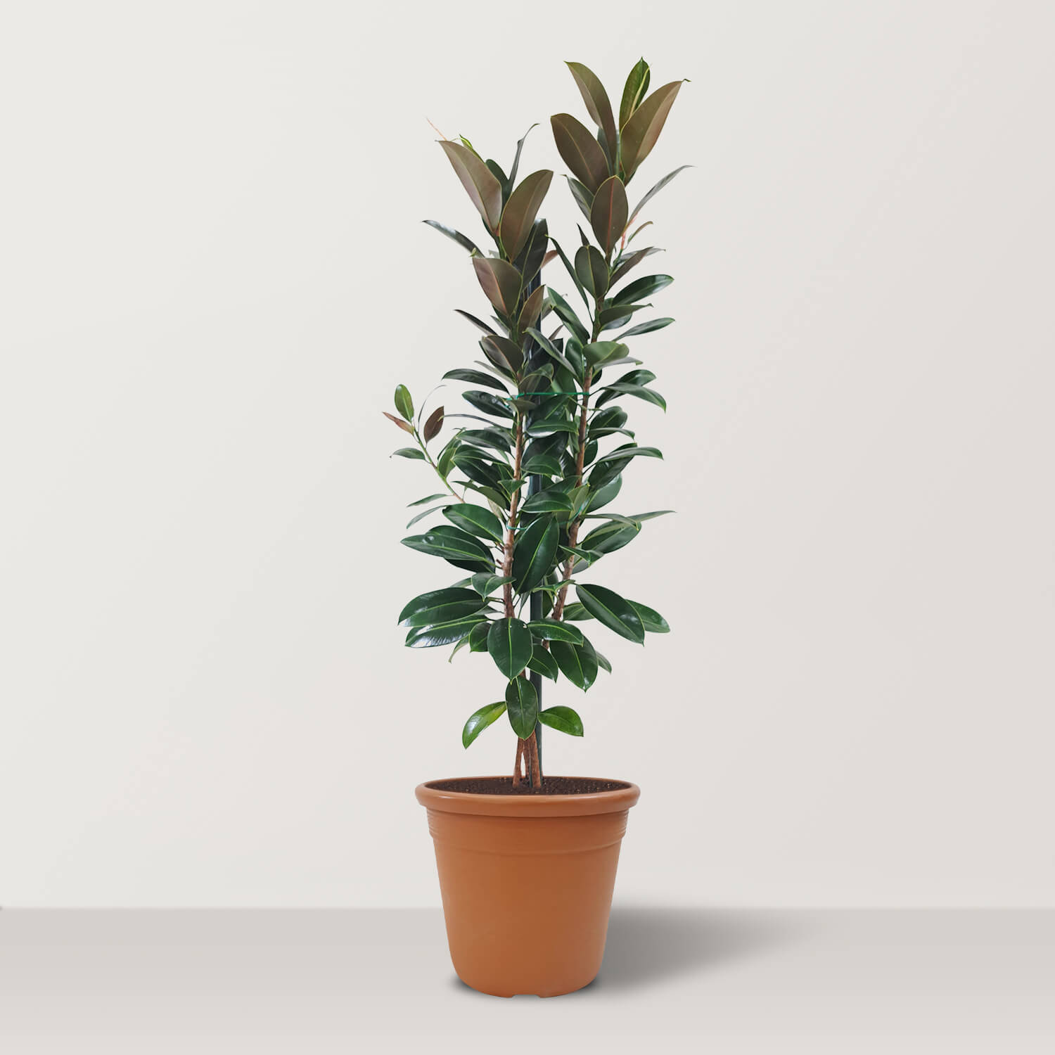 Ficus Elastica Melany (Rubber Plant) - Bostan Al Jazeera