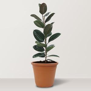 Ficus Elastica Variegata (Rubber Plant) - Bostan Al Jazeera