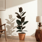 Ficus Elastica Variegata (Rubber Plant) - Bostan