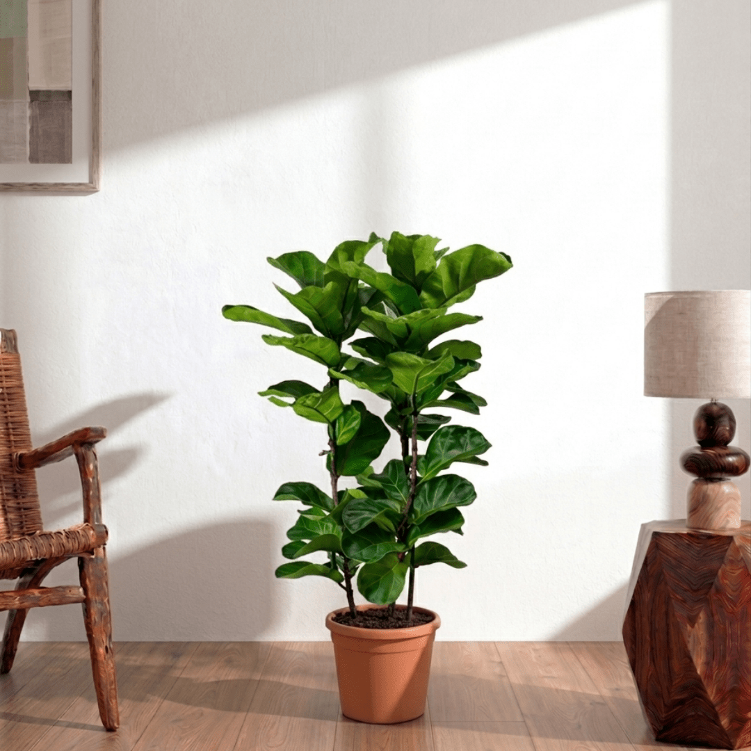Fiddle Leaf Fig (Ficus lyrata) - Bostan