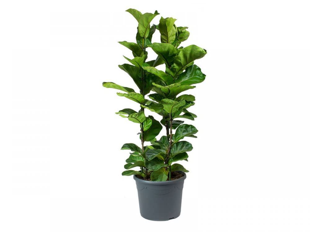Fiddle Leaf Fig (Ficus lyrata) - Bostan Al Jazeera