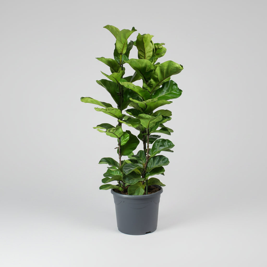 Fiddle Leaf Fig (Ficus lyrata) - Bostan Al Jazeera