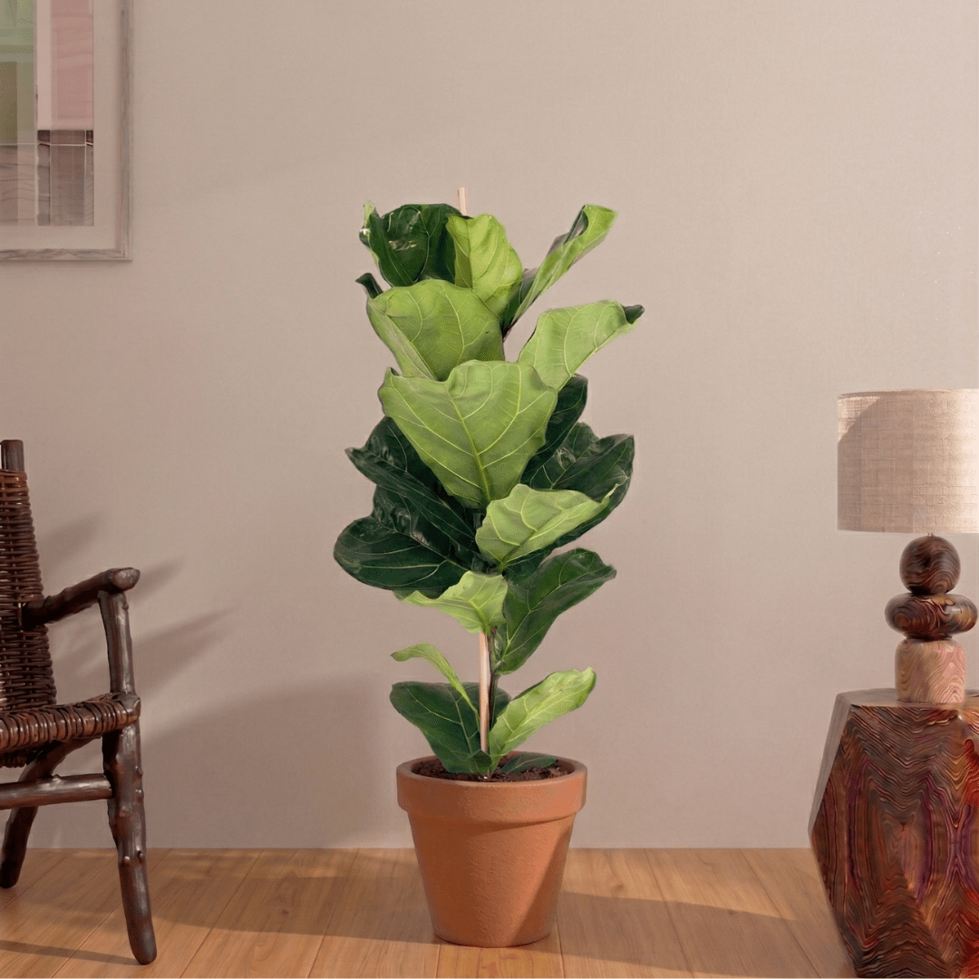 Fiddle Leaf Fig (Ficus lyrata) - Bostan